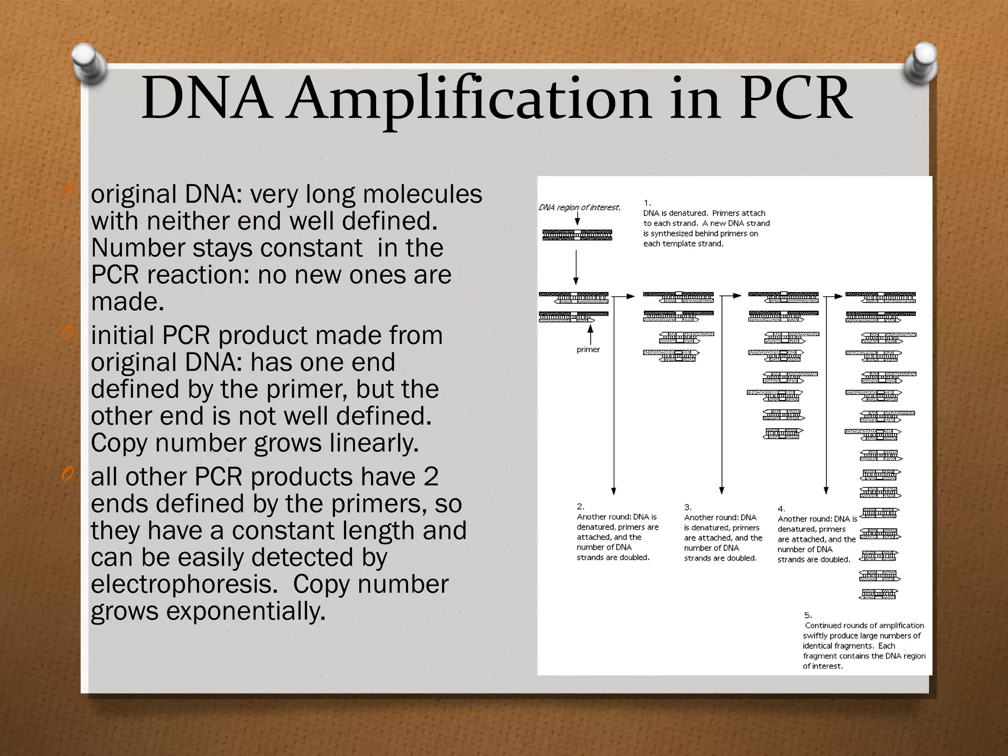 DNA Amplification in PCR
O original DNA: very long molecules
with neither end well defined.
Number stays constant in the
PCR reaction: no new ones are
made.
O initial PCR product made from
original DNA: has one end
defined by the primer, but the
other end is not well defined.
Copy number grows linearly.
O all other PCR products have 2
ends defined by the primers, so
they have a constant length and
can be easily detected by
electrophoresis. Copy number
grows exponentially.
 