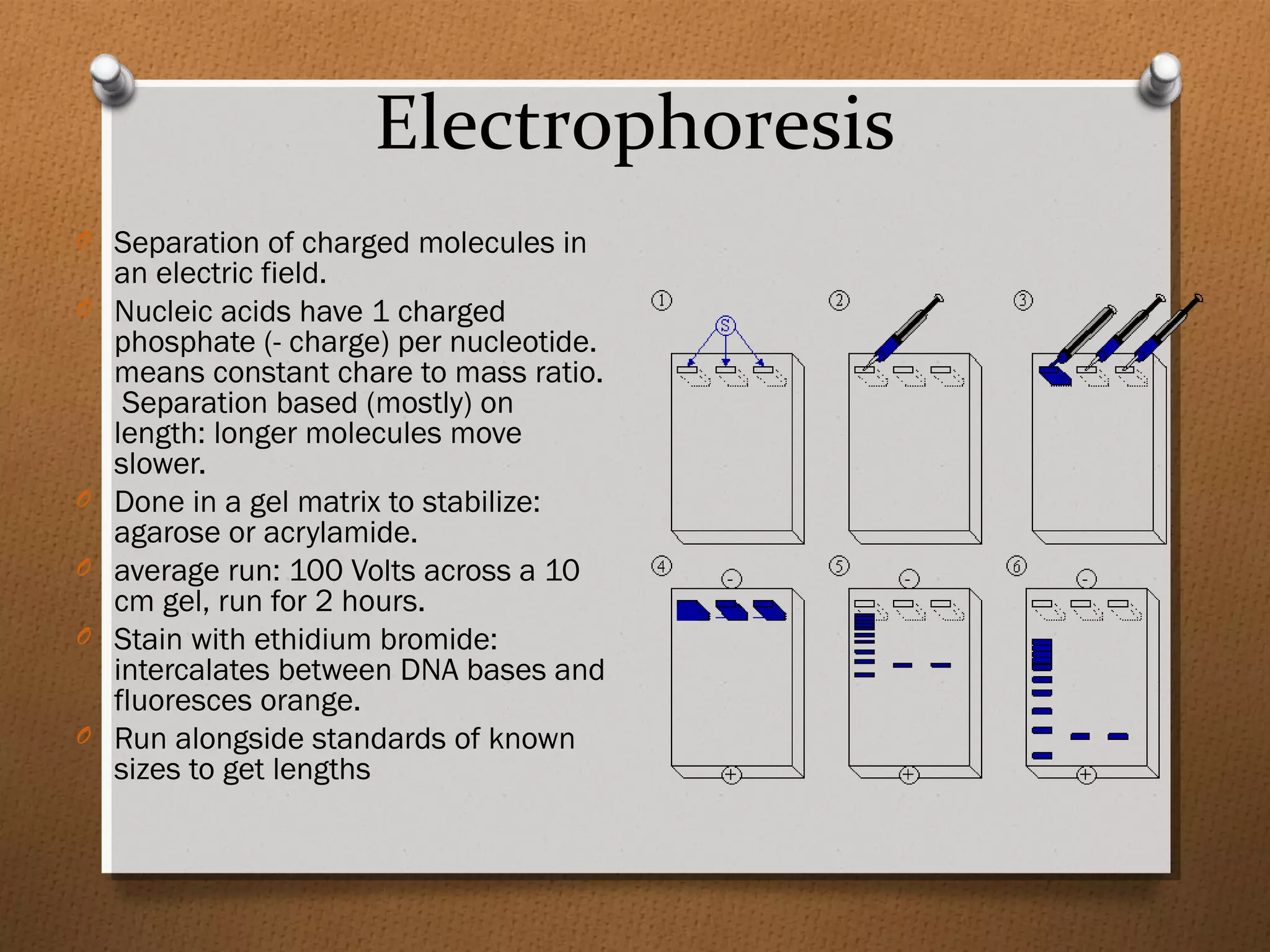 Electrophoresis
O Separation of charged molecules in
an electric field.
O Nucleic acids have 1 charged
phosphate (- charge) per nucleotide.
means constant chare to mass ratio.
Separation based (mostly) on
length: longer molecules move
slower.
O Done in a gel matrix to stabilize:
agarose or acrylamide.
O average run: 100 Volts across a 10
cm gel, run for 2 hours.
O Stain with ethidium bromide:
intercalates between DNA bases and
fluoresces orange.
O Run alongside standards of known
sizes to get lengths
 