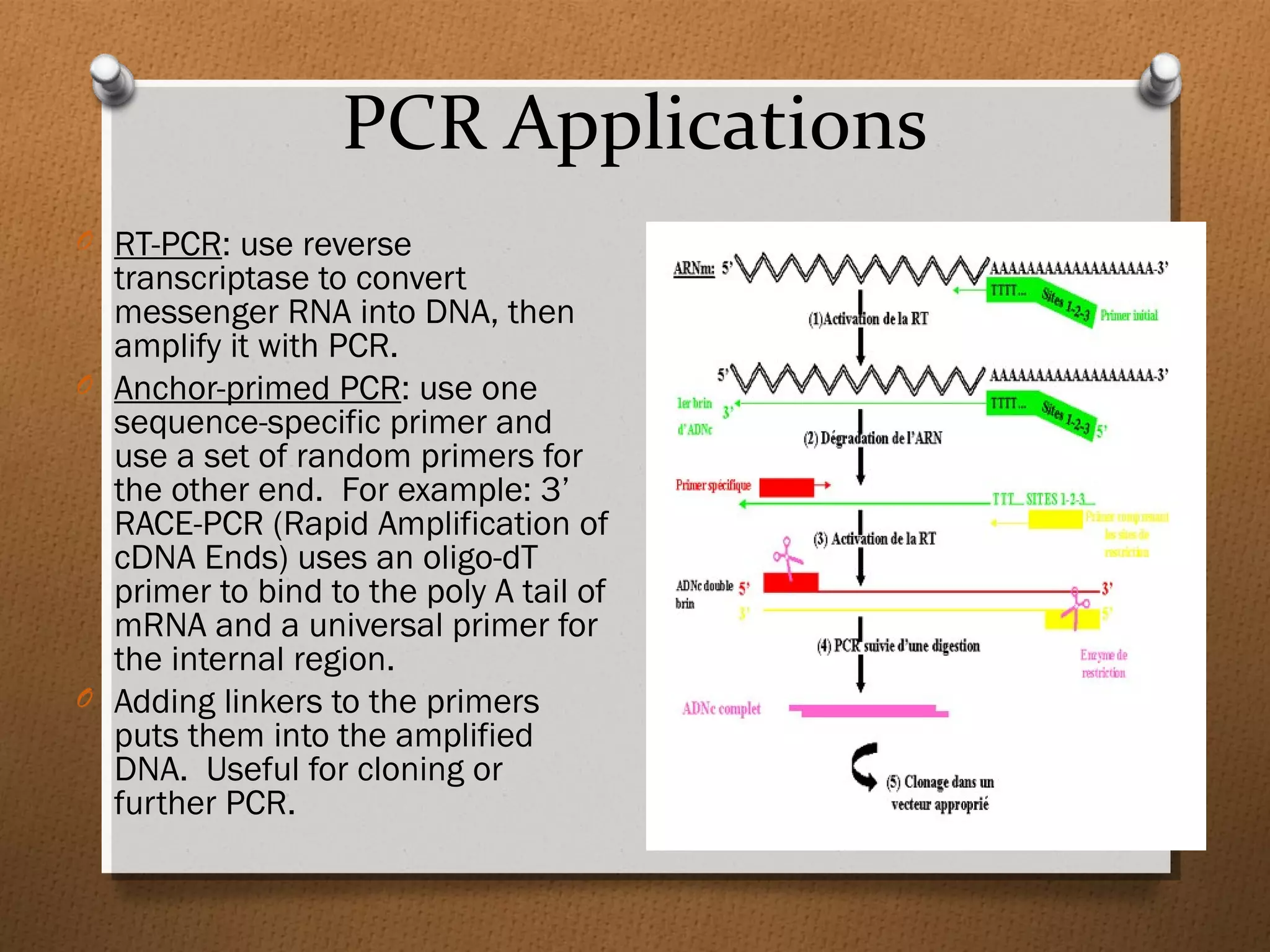 PCR Applications
O RT-PCR: use reverse
transcriptase to convert
messenger RNA into DNA, then
amplify it with PCR.
O Anchor-primed PCR: use one
sequence-specific primer and
use a set of random primers for
the other end. For example: 3’
RACE-PCR (Rapid Amplification of
cDNA Ends) uses an oligo-dT
primer to bind to the poly A tail of
mRNA and a universal primer for
the internal region.
O Adding linkers to the primers
puts them into the amplified
DNA. Useful for cloning or
further PCR.
 