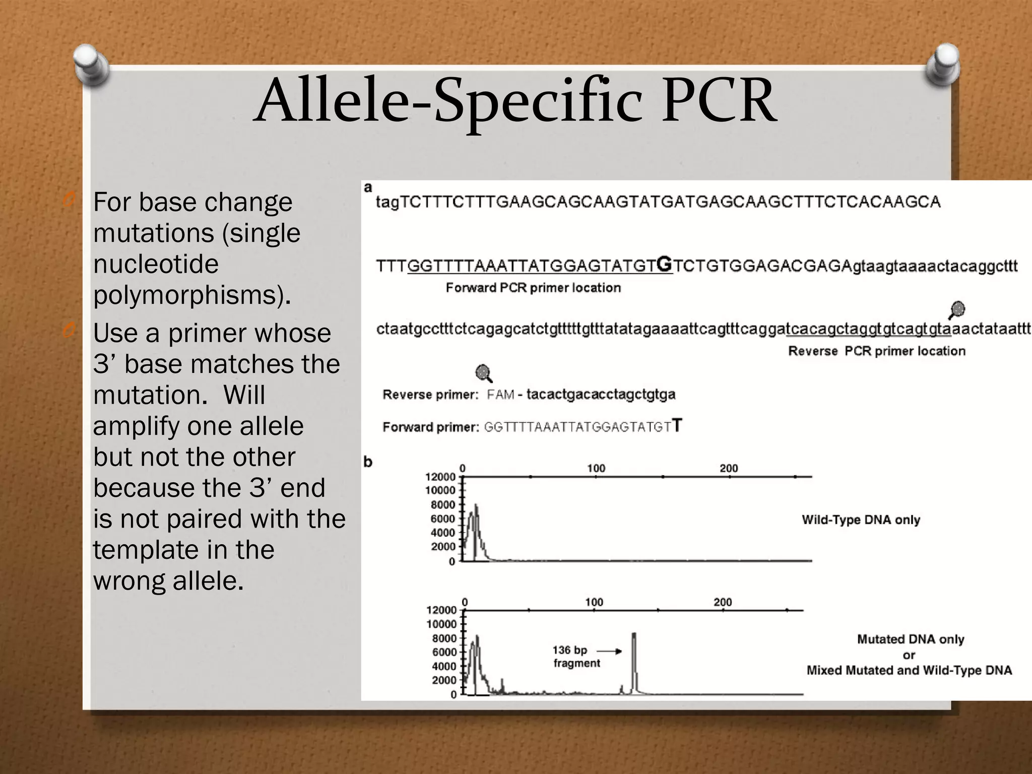 Allele-Specific PCR
O For base change
mutations (single
nucleotide
polymorphisms).
O Use a primer whose
3’ base matches the
mutation. Will
amplify one allele
but not the other
because the 3’ end
is not paired with the
template in the
wrong allele.
 