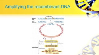 Amplifying the recombinant DNA
 