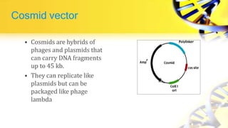 Cosmid vector
• Cosmids are hybrids of
phages and plasmids that
can carry DNA fragments
up to 45 kb.
• They can replicate like
plasmids but can be
packaged like phage
lambda
 