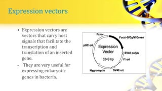 Expression vectors
• Expression vectors are
vectors that carry host
signals that facilitate the
transcription and
translation of an inserted
gene.
• They are very useful for
expressing eukaryotic
genes in bacteria.
 