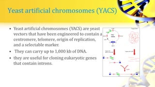 Yeast artificial chromosomes (YACS)
• Yeast artificial chromosomes (YACS) are yeast
vectors that have been engineered to contain a
centromere, telomere, origin of replication,
and a selectable marker.
• They can carry up to 1,000 kb of DNA.
• they are useful for cloning eukaryotic genes
that contain introns.
 