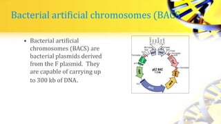 Bacterial artificial chromosomes (BACS
• Bacterial artificial
chromosomes (BACS) are
bacterial plasmids derived
from the F plasmid. They
are capable of carrying up
to 300 kb of DNA.
 