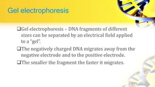 Gel electrophoresis
Gel electrophoresis – DNA fragments of different
sizes can be separated by an electrical field applied
to a “gel”.
The negatively charged DNA migrates away from the
negative electrode and to the positive electrode.
The smaller the fragment the faster it migrates.
 