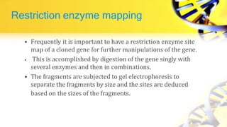 Restriction enzyme mapping
• Frequently it is important to have a restriction enzyme site
map of a cloned gene for further manipulations of the gene.
• This is accomplished by digestion of the gene singly with
several enzymes and then in combinations.
• The fragments are subjected to gel electrophoresis to
separate the fragments by size and the sites are deduced
based on the sizes of the fragments.
 