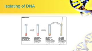 Isolating of DNA
 
