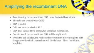 Amplifying the recombinant DNA
• Transforming the recombinant DNA into a bacterial host strain.
• The cells are treated with CaCl2
• DNA is added
• Cells are heat shocked at 42 C
• DNA goes into cell by a somewhat unknown mechanism.
• Once in a cell, the recombinant DNA will be replicated.
• When the cell divides, the replicated recombinant molecules go to both
daughter cells which themselves will divide later. Thus, the DNA is
amplified
 