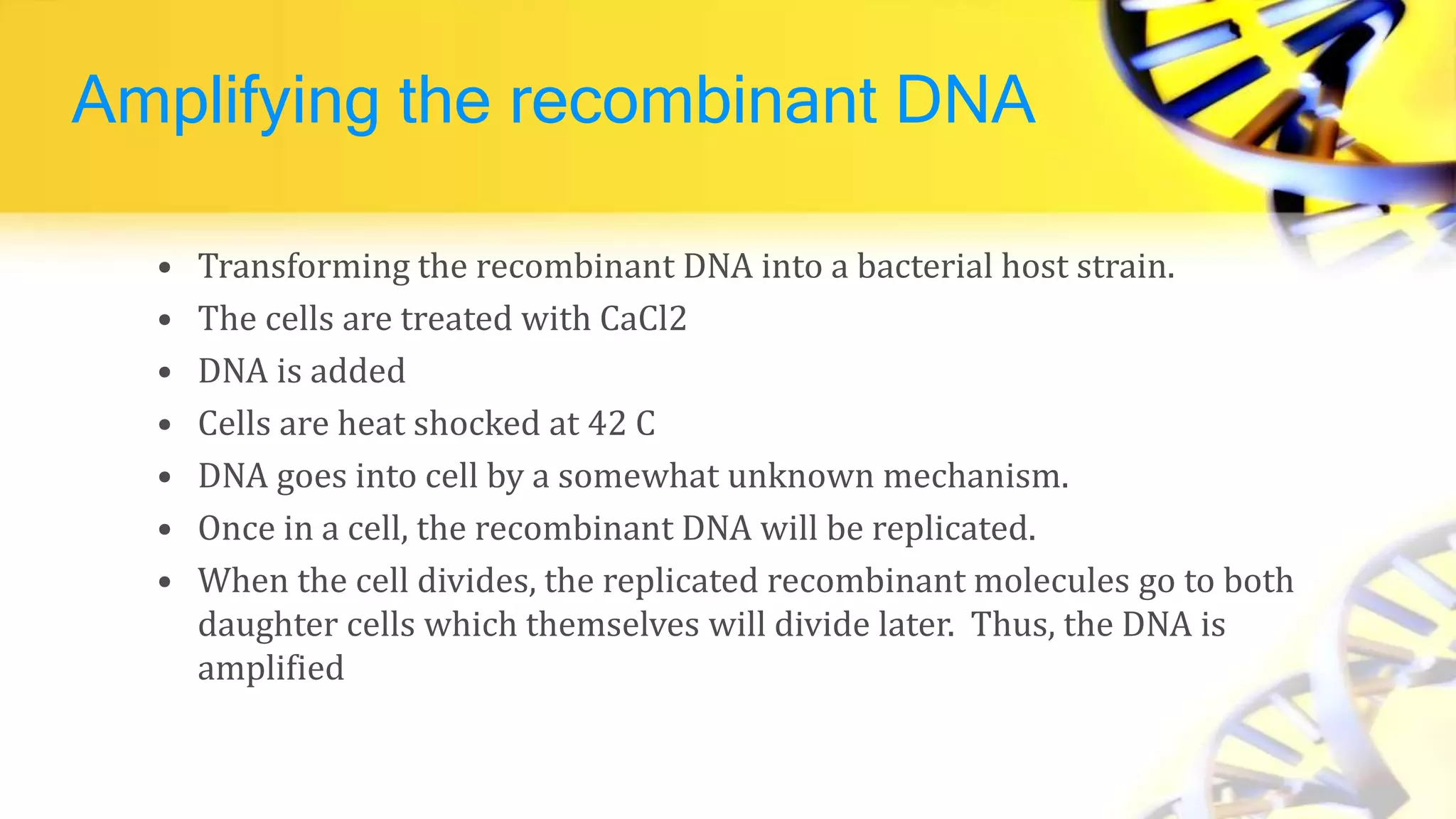 Amplifying the recombinant DNA
• Transforming the recombinant DNA into a bacterial host strain.
• The cells are treated with CaCl2
• DNA is added
• Cells are heat shocked at 42 C
• DNA goes into cell by a somewhat unknown mechanism.
• Once in a cell, the recombinant DNA will be replicated.
• When the cell divides, the replicated recombinant molecules go to both
daughter cells which themselves will divide later. Thus, the DNA is
amplified
 
