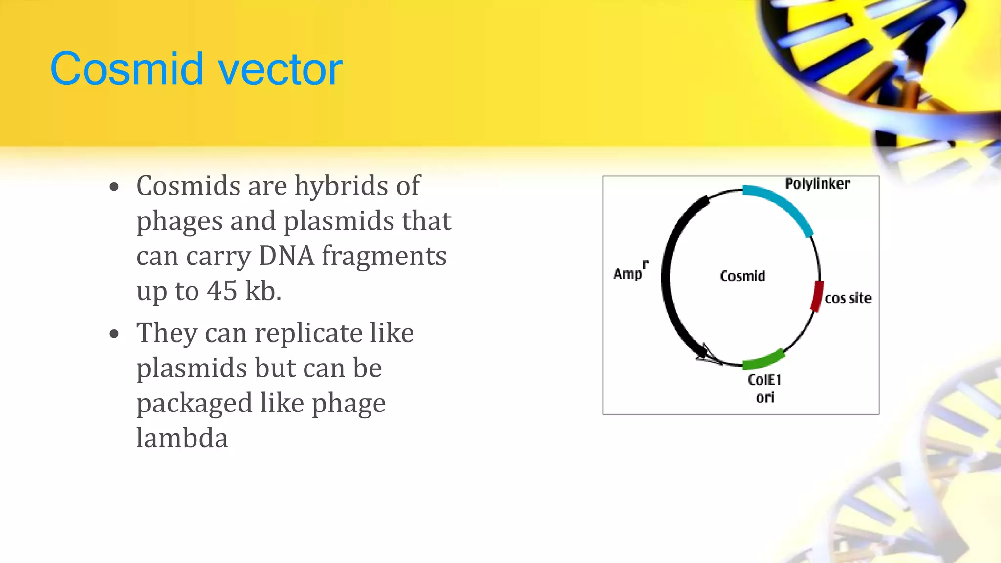 Cosmid vector
• Cosmids are hybrids of
phages and plasmids that
can carry DNA fragments
up to 45 kb.
• They can replicate like
plasmids but can be
packaged like phage
lambda
 