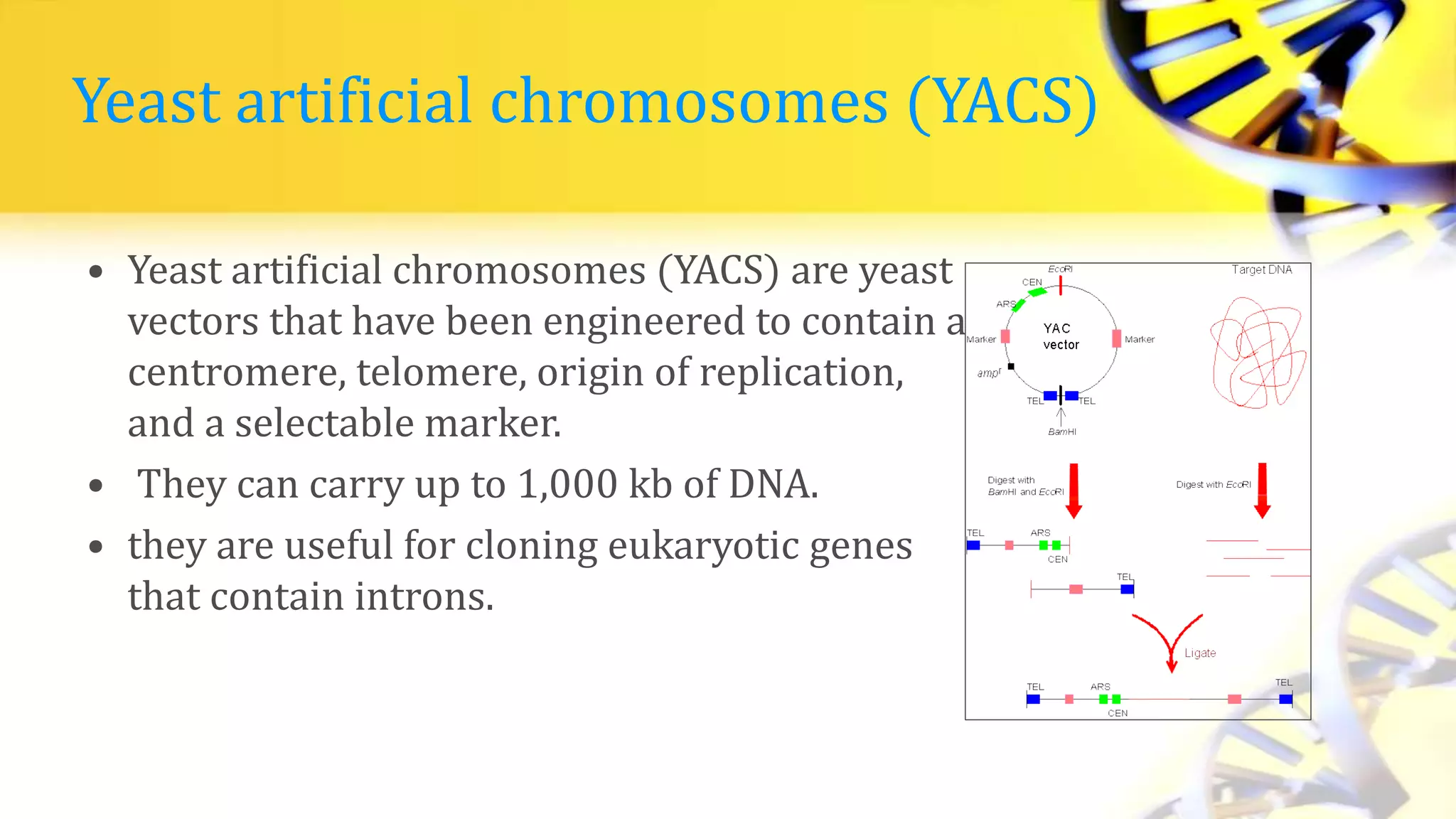 Yeast artificial chromosomes (YACS)
• Yeast artificial chromosomes (YACS) are yeast
vectors that have been engineered to contain a
centromere, telomere, origin of replication,
and a selectable marker.
• They can carry up to 1,000 kb of DNA.
• they are useful for cloning eukaryotic genes
that contain introns.
 