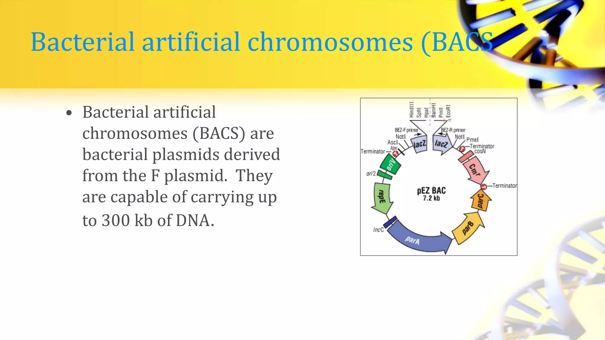 Bacterial artificial chromosomes (BACS
• Bacterial artificial
chromosomes (BACS) are
bacterial plasmids derived
from the F plasmid. They
are capable of carrying up
to 300 kb of DNA.
 