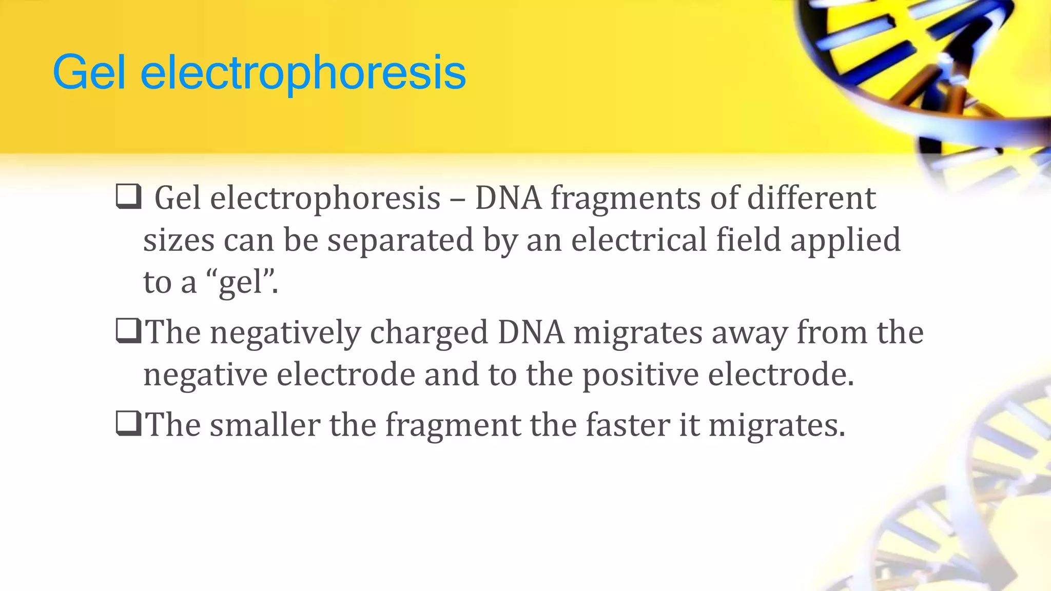Gel electrophoresis
 Gel electrophoresis – DNA fragments of different
sizes can be separated by an electrical field applied
to a “gel”.
The negatively charged DNA migrates away from the
negative electrode and to the positive electrode.
The smaller the fragment the faster it migrates.
 