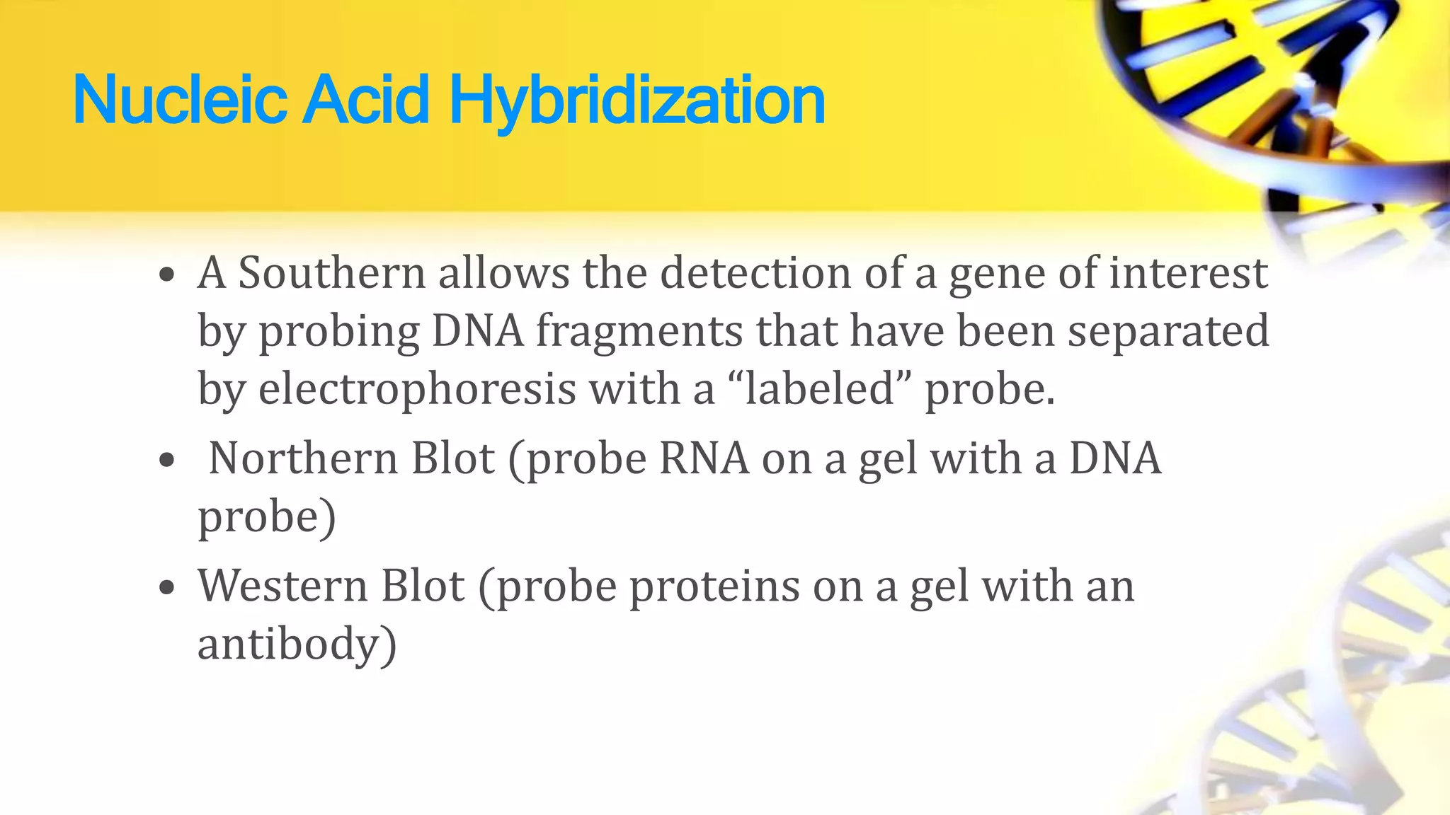 Nucleic Acid Hybridization
• A Southern allows the detection of a gene of interest
by probing DNA fragments that have been separated
by electrophoresis with a “labeled” probe.
• Northern Blot (probe RNA on a gel with a DNA
probe)
• Western Blot (probe proteins on a gel with an
antibody)
 