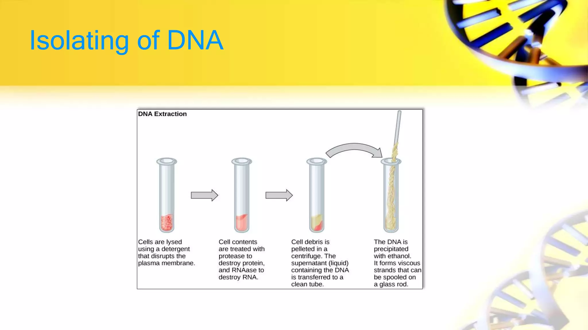 Isolating of DNA
 