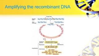 Amplifying the recombinant DNA
 