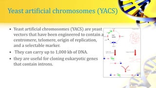 Yeast artificial chromosomes (YACS)
• Yeast artificial chromosomes (YACS) are yeast
vectors that have been engineered to contain a
centromere, telomere, origin of replication,
and a selectable marker.
• They can carry up to 1,000 kb of DNA.
• they are useful for cloning eukaryotic genes
that contain introns.
 