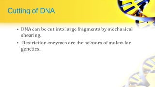 Cutting of DNA
• DNA can be cut into large fragments by mechanical
shearing.
• Restriction enzymes are the scissors of molecular
genetics.
 