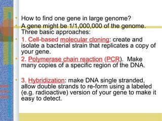 • How to find one gene in large genome?
• A gene might be 1/1,000,000 of the genome.
Three basic approaches:
• 1. Cell-based molecular cloning: create and
isolate a bacterial strain that replicates a copy of
your gene.
• 2. Polymerase chain reaction (PCR). Make
many copies of a specific region of the DNA.
• 3. Hybridization: make DNA single stranded,
allow double strands to re-form using a labeled
(e.g. radioactive) version of your gene to make it
easy to detect.
 