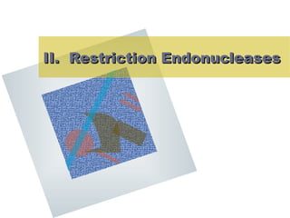II. Restriction EndonucleasesII. Restriction Endonucleases
 