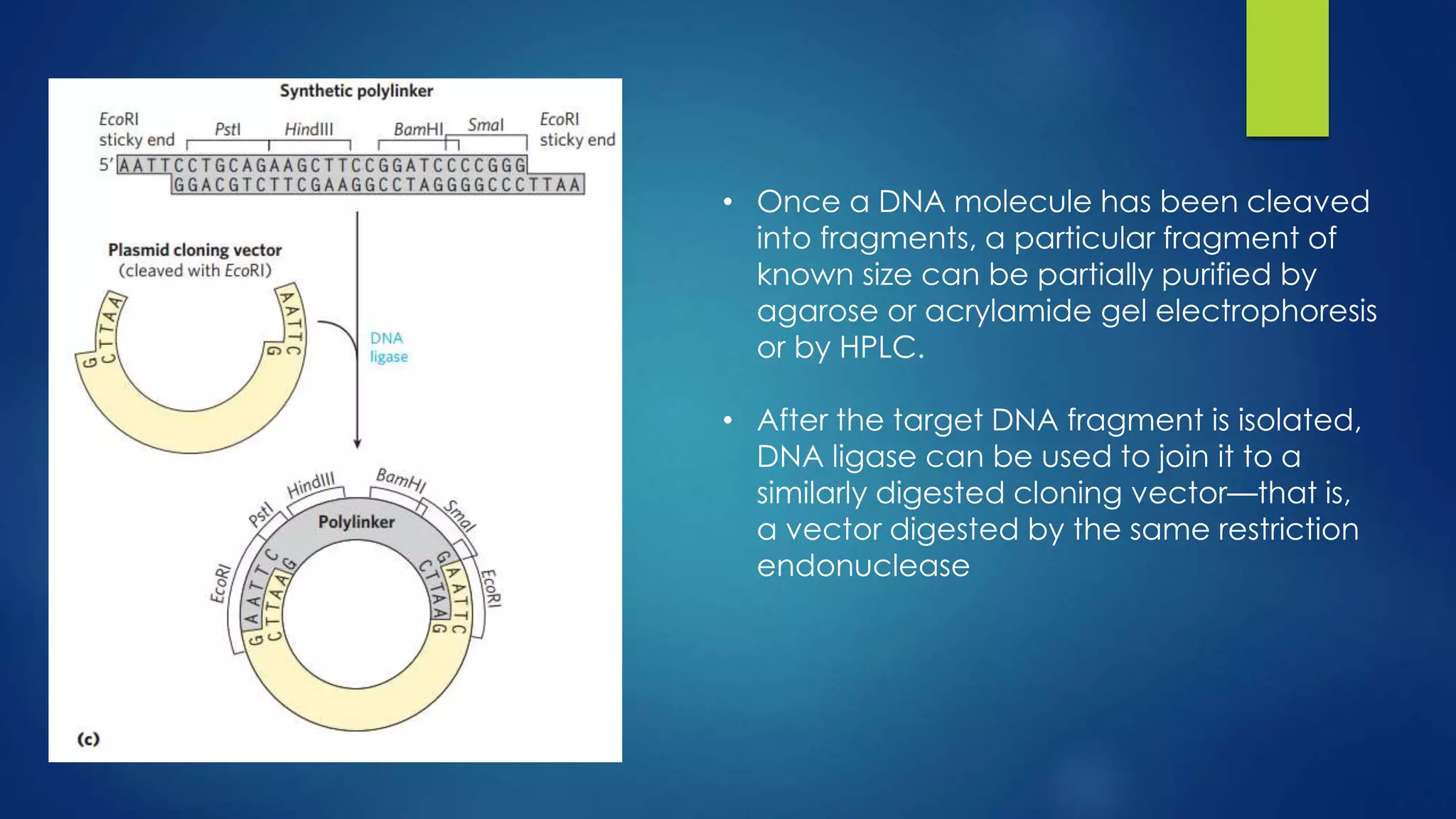 • Once a DNA molecule has been cleaved
into fragments, a particular fragment of
known size can be partially purified by
agarose or acrylamide gel electrophoresis
or by HPLC.
• After the target DNA fragment is isolated,
DNA ligase can be used to join it to a
similarly digested cloning vector—that is,
a vector digested by the same restriction
endonuclease
 