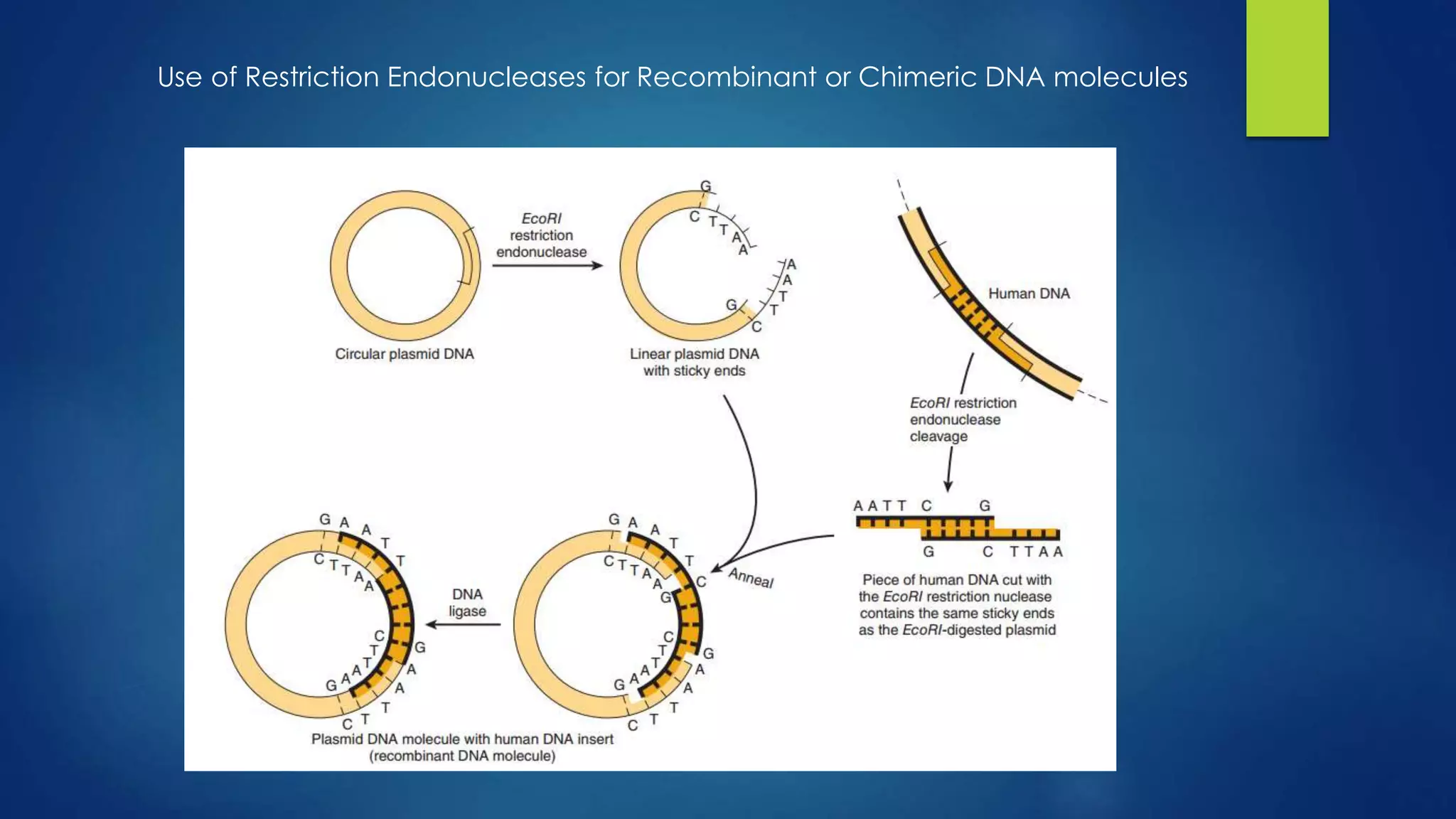 Use of Restriction Endonucleases for Recombinant or Chimeric DNA molecules
 