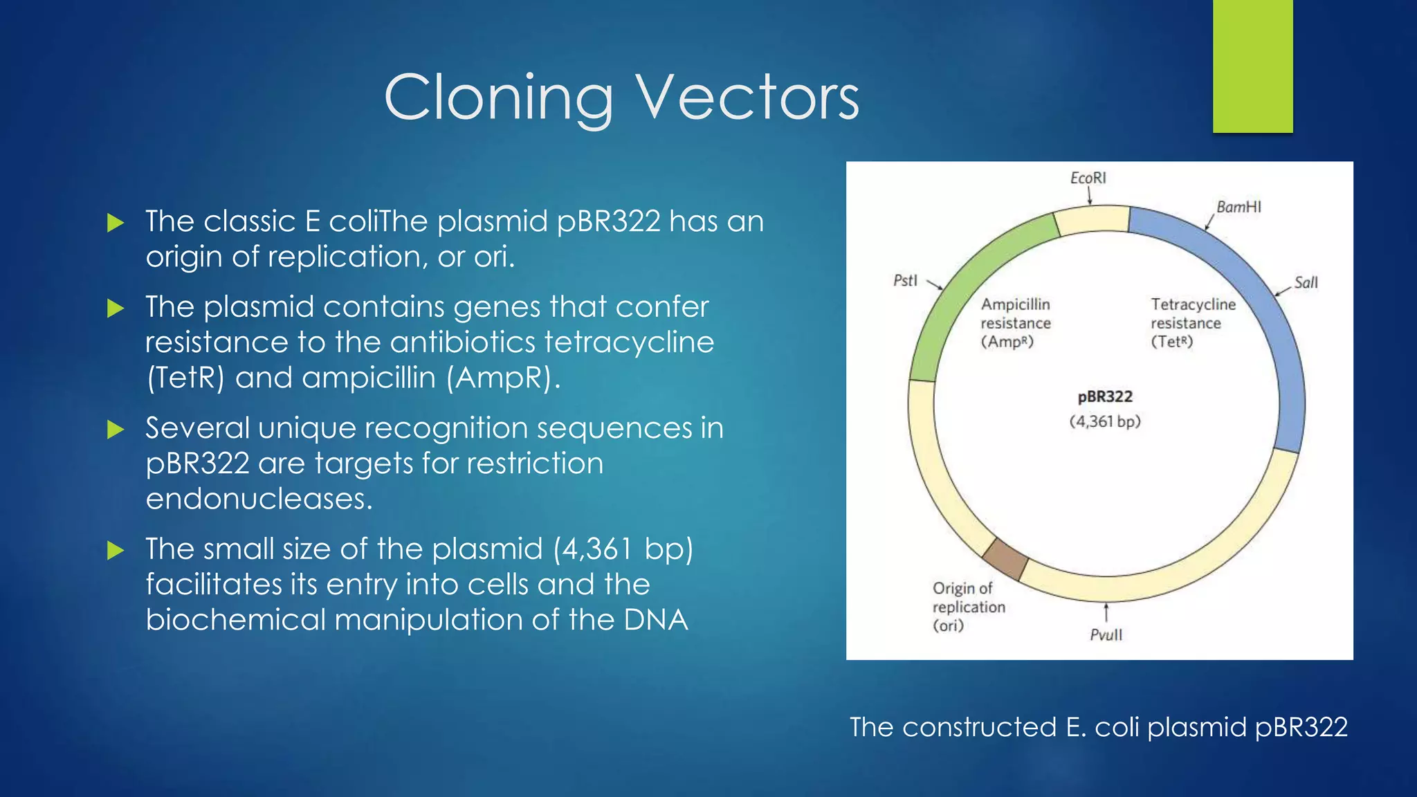 Cloning Vectors
 The classic E coliThe plasmid pBR322 has an
origin of replication, or ori.
 The plasmid contains genes that confer
resistance to the antibiotics tetracycline
(TetR) and ampicillin (AmpR).
 Several unique recognition sequences in
pBR322 are targets for restriction
endonucleases.
 The small size of the plasmid (4,361 bp)
facilitates its entry into cells and the
biochemical manipulation of the DNA
The constructed E. coli plasmid pBR322
 