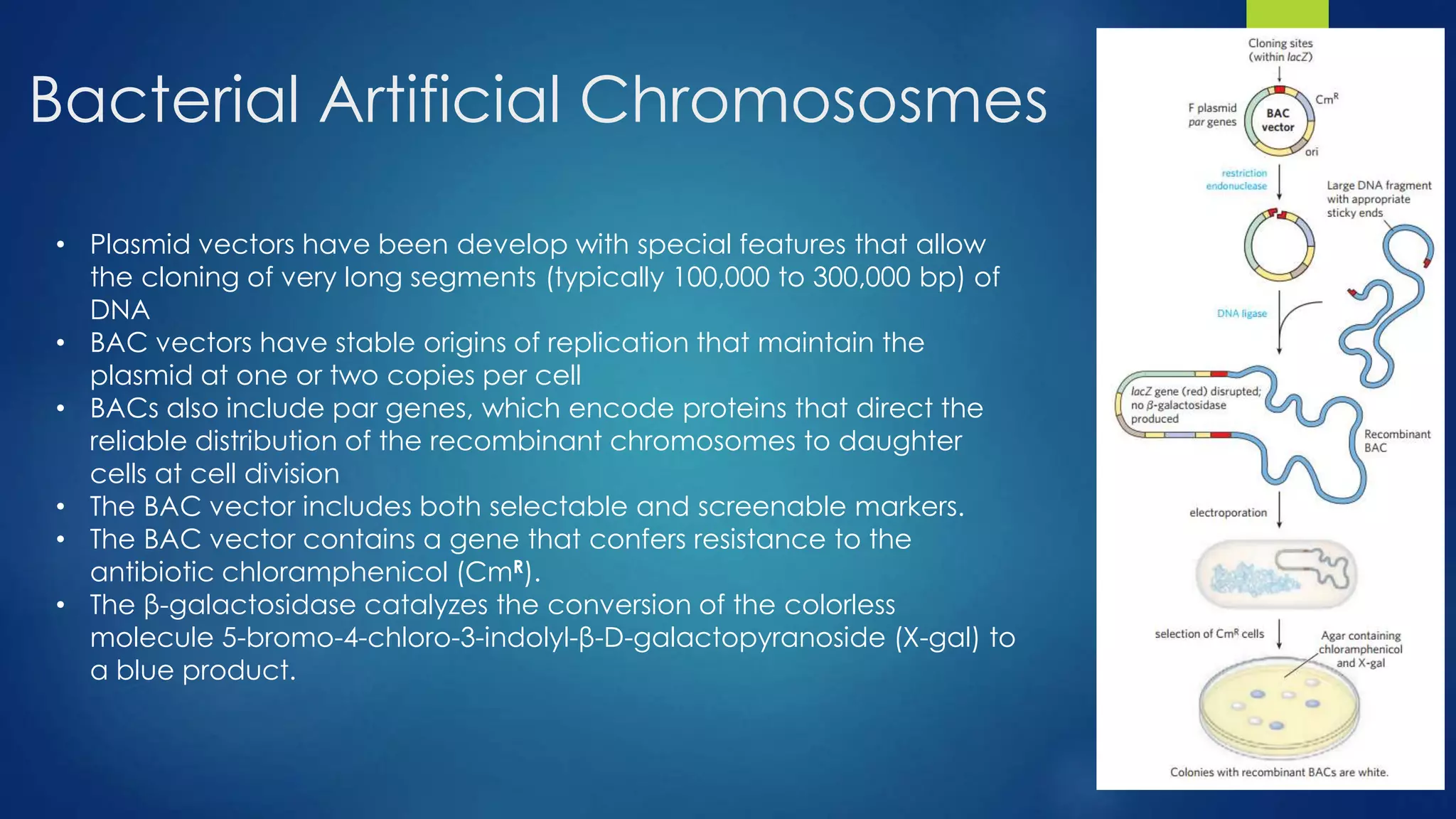 Bacterial Artificial Chromososmes
• Plasmid vectors have been develop with special features that allow
the cloning of very long segments (typically 100,000 to 300,000 bp) of
DNA
• BAC vectors have stable origins of replication that maintain the
plasmid at one or two copies per cell
• BACs also include par genes, which encode proteins that direct the
reliable distribution of the recombinant chromosomes to daughter
cells at cell division
• The BAC vector includes both selectable and screenable markers.
• The BAC vector contains a gene that confers resistance to the
antibiotic chloramphenicol (CmR).
• The β-galactosidase catalyzes the conversion of the colorless
molecule 5-bromo-4-chloro-3-indolyl-β-D-galactopyranoside (X-gal) to
a blue product.
 
