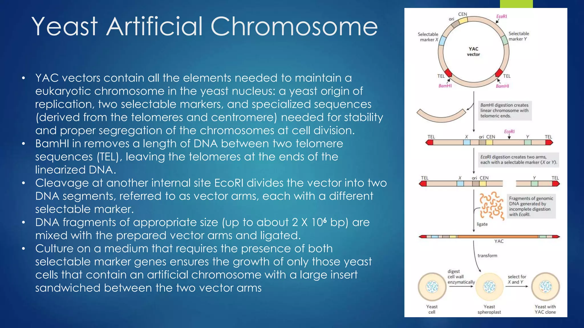 Yeast Artificial Chromosome
• YAC vectors contain all the elements needed to maintain a
eukaryotic chromosome in the yeast nucleus: a yeast origin of
replication, two selectable markers, and specialized sequences
(derived from the telomeres and centromere) needed for stability
and proper segregation of the chromosomes at cell division.
• BamHI in removes a length of DNA between two telomere
sequences (TEL), leaving the telomeres at the ends of the
linearized DNA.
• Cleavage at another internal site EcoRI divides the vector into two
DNA segments, referred to as vector arms, each with a different
selectable marker.
• DNA fragments of appropriate size (up to about 2 X 106 bp) are
mixed with the prepared vector arms and ligated.
• Culture on a medium that requires the presence of both
selectable marker genes ensures the growth of only those yeast
cells that contain an artificial chromosome with a large insert
sandwiched between the two vector arms
 