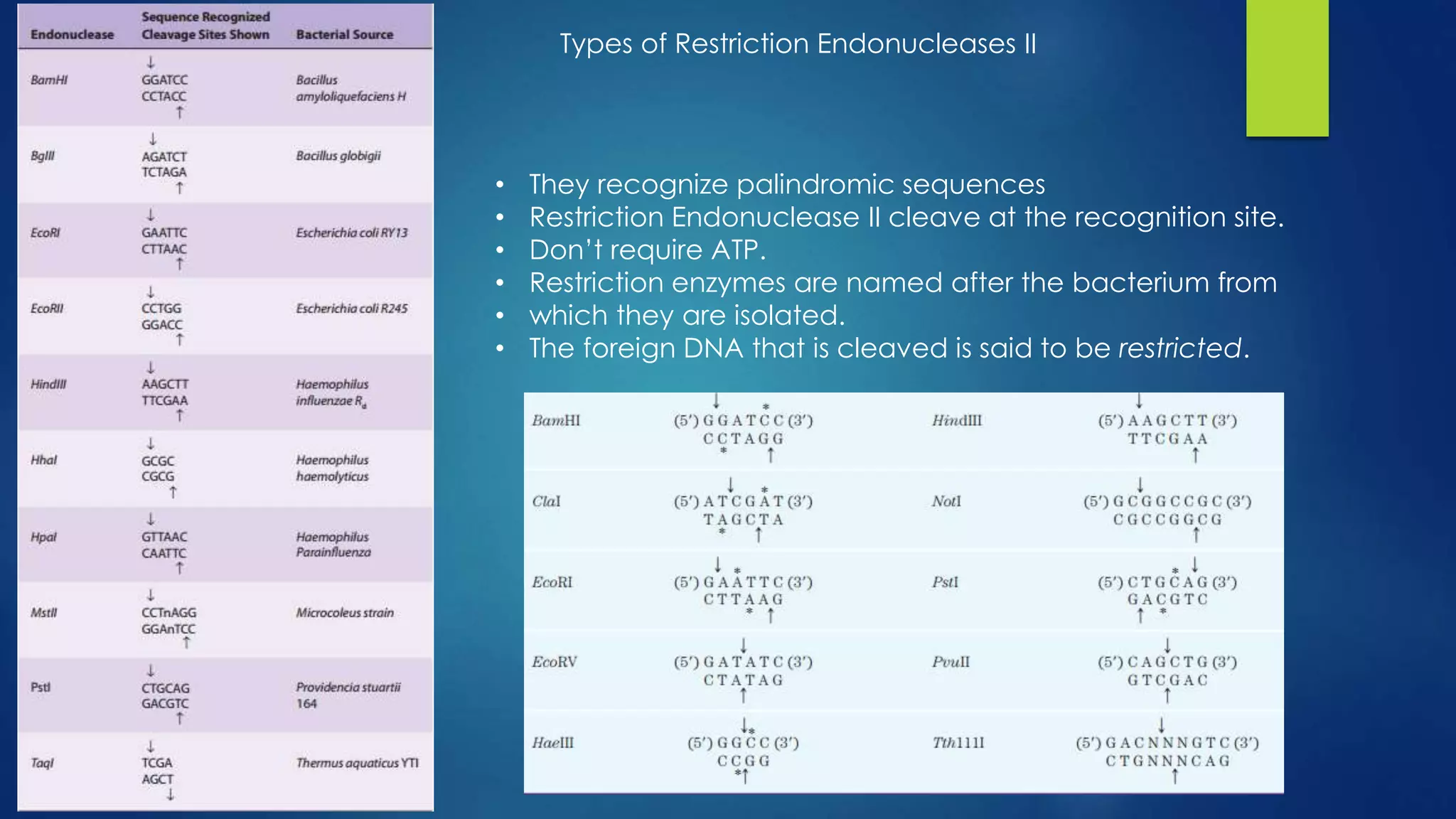Types of Restriction Endonucleases II
• They recognize palindromic sequences
• Restriction Endonuclease II cleave at the recognition site.
• Don’t require ATP.
• Restriction enzymes are named after the bacterium from
• which they are isolated.
• The foreign DNA that is cleaved is said to be restricted.
 