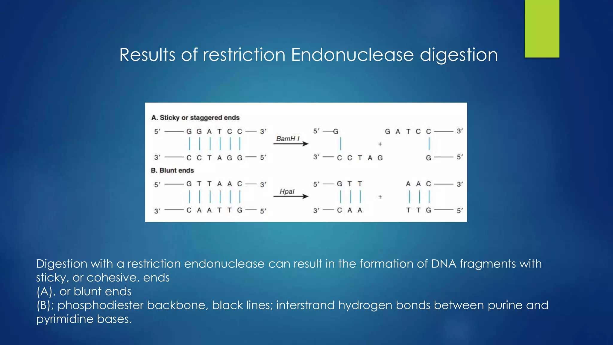 Digestion with a restriction endonuclease can result in the formation of DNA fragments with
sticky, or cohesive, ends
(A), or blunt ends
(B); phosphodiester backbone, black lines; interstrand hydrogen bonds between purine and
pyrimidine bases.
Results of restriction Endonuclease digestion
 