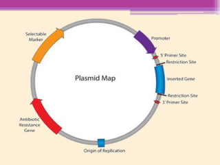 Recombinant DNA technology | PPTX