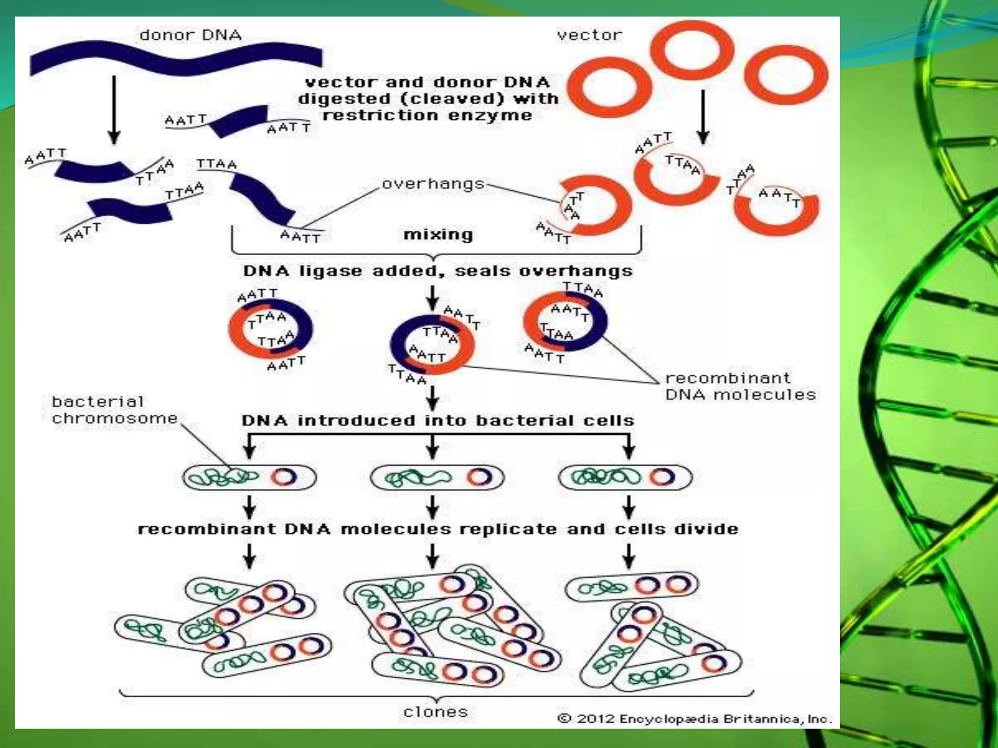 Recombinant dna technology