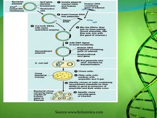 Dna Combining Recombinant dna technology | PPTX