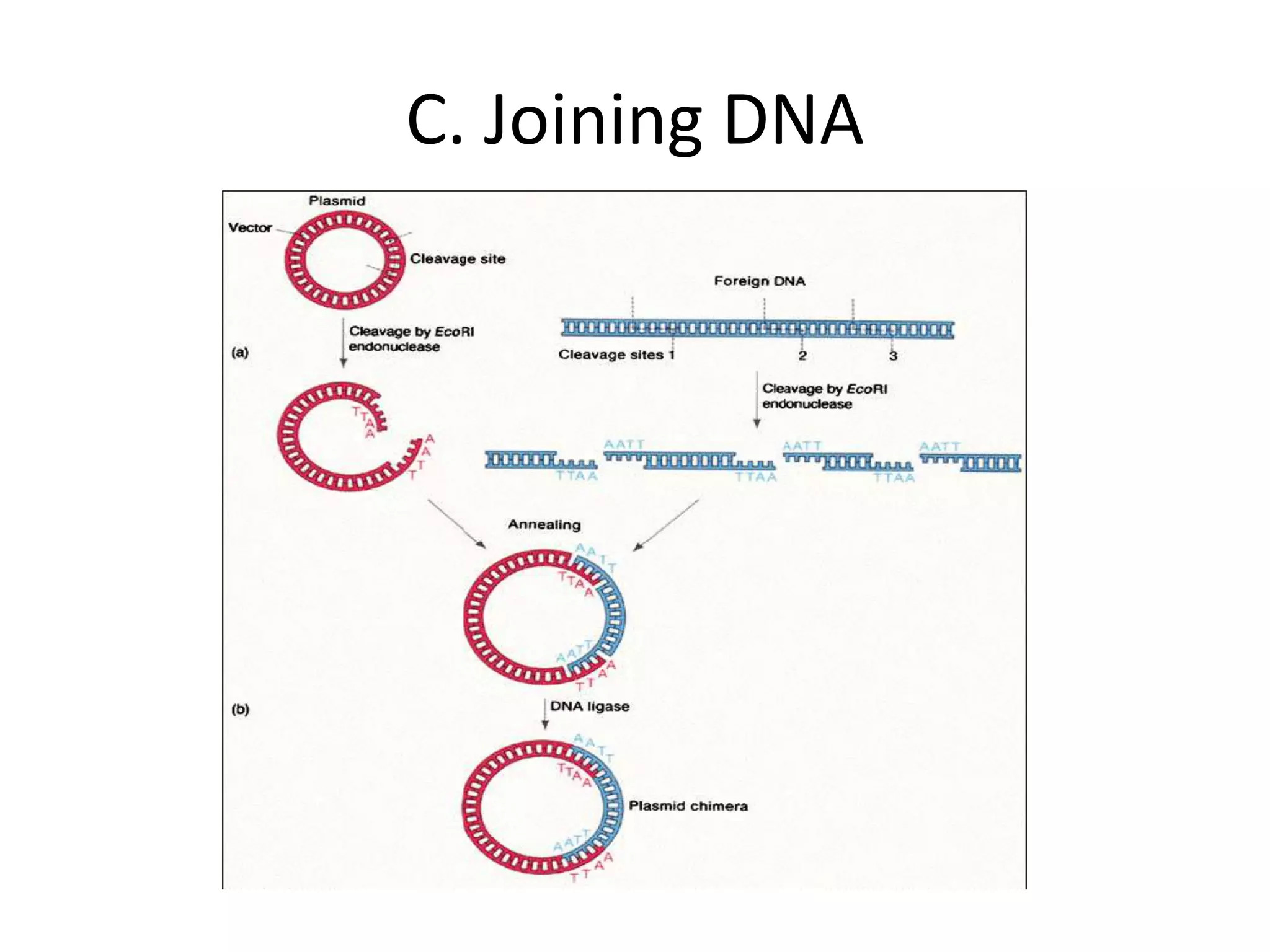 C. Joining DNA
 