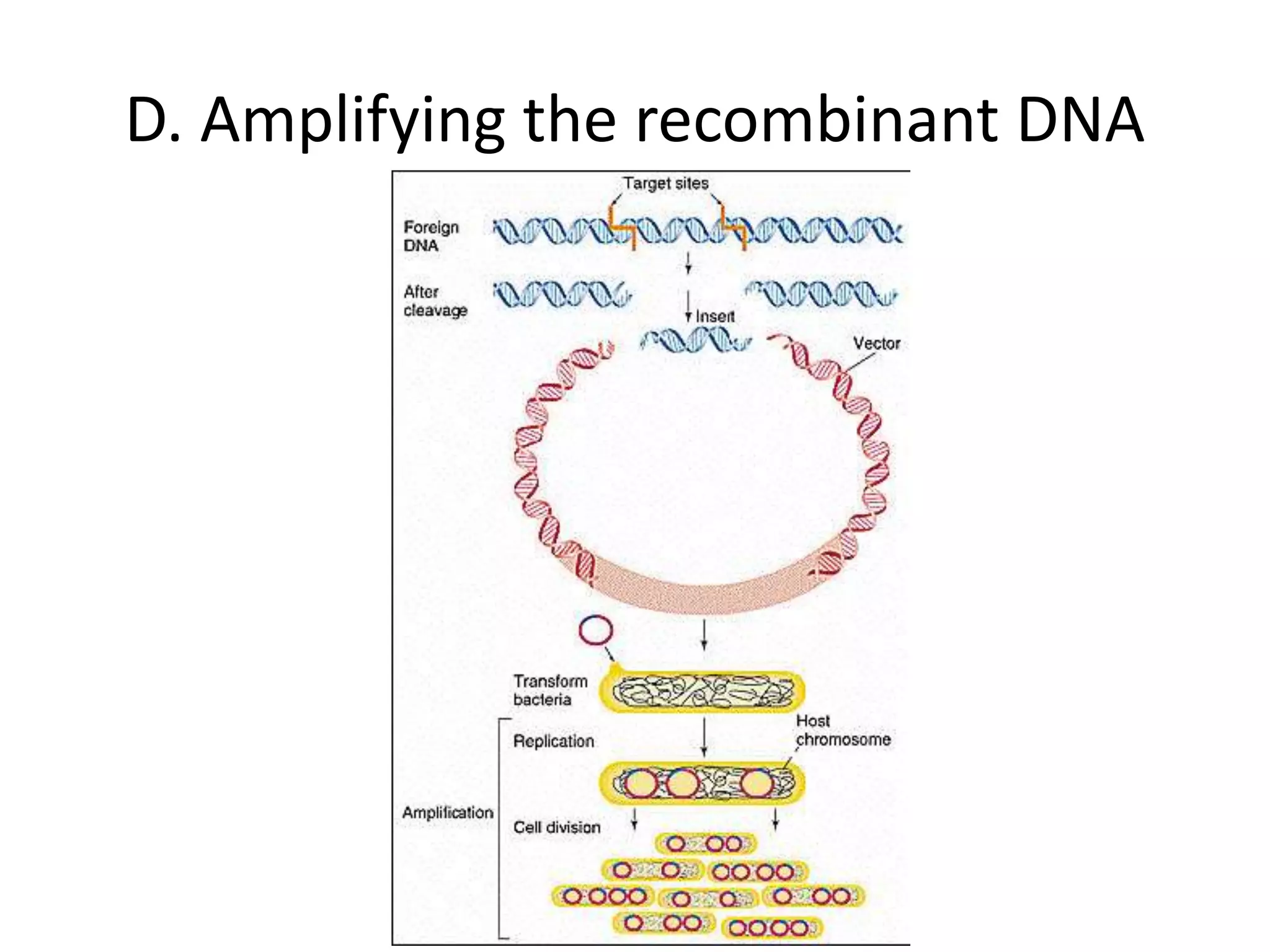 D. Amplifying the recombinant DNA
 