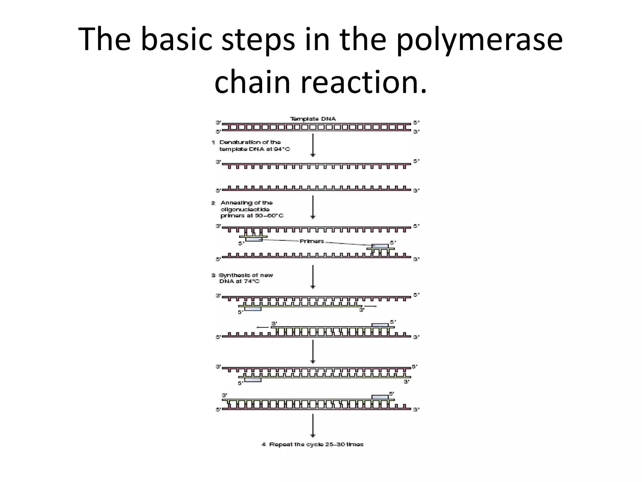 The basic steps in the polymerase
chain reaction.
 