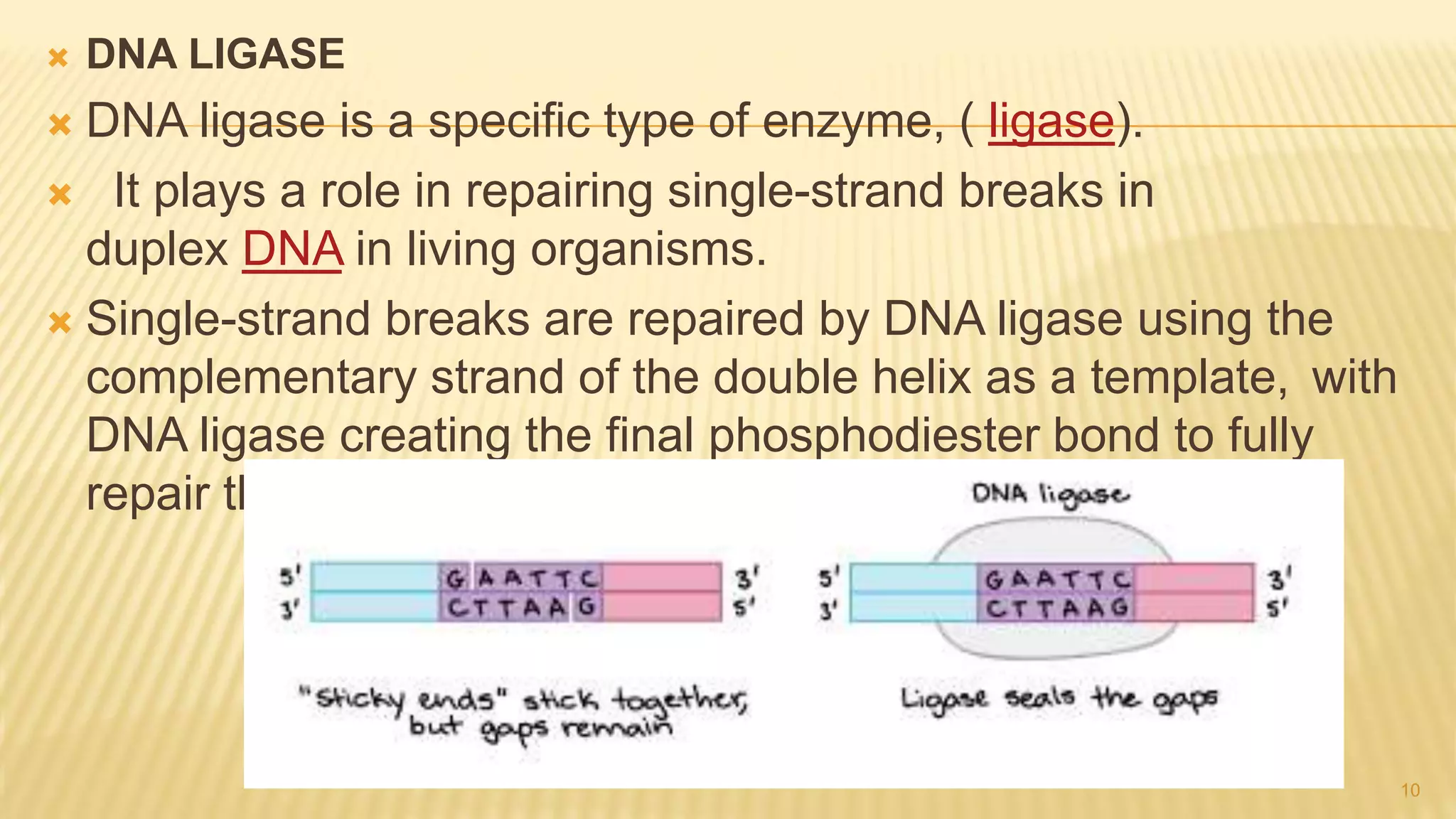  DNA LIGASE
 DNA ligase is a specific type of enzyme, ( ligase).
 It plays a role in repairing single-strand breaks in
duplex DNA in living organisms.
 Single-strand breaks are repaired by DNA ligase using the
complementary strand of the double helix as a template, with
DNA ligase creating the final phosphodiester bond to fully
repair the DNA.
10
 