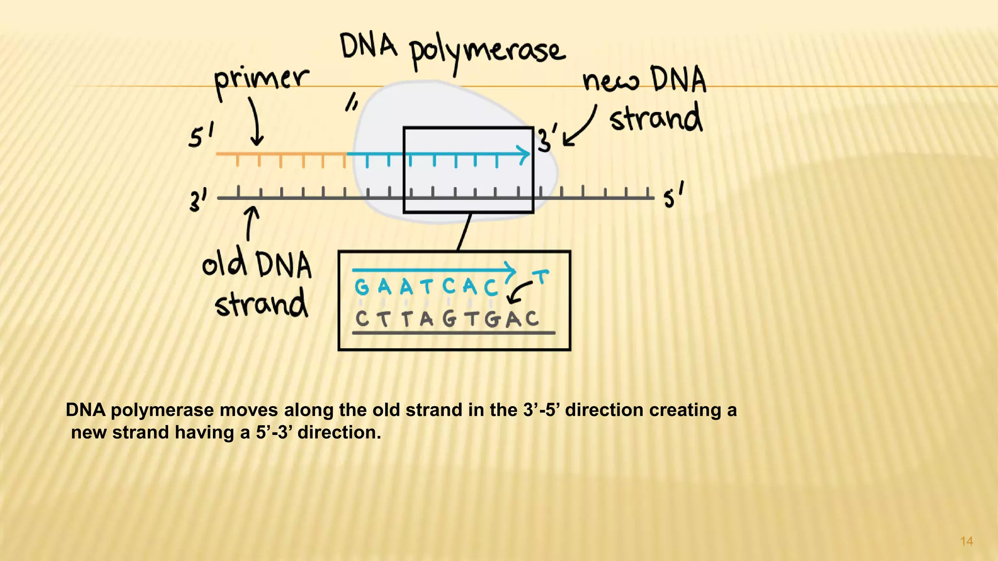 14
DNA polymerase moves along the old strand in the 3’-5’ direction creating a
new strand having a 5’-3’ direction.
 