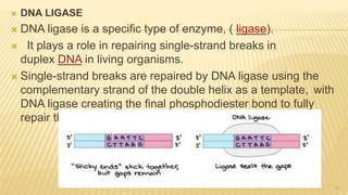  DNA LIGASE
 DNA ligase is a specific type of enzyme, ( ligase).
 It plays a role in repairing single-strand breaks in
duplex DNA in living organisms.
 Single-strand breaks are repaired by DNA ligase using the
complementary strand of the double helix as a template, with
DNA ligase creating the final phosphodiester bond to fully
repair the DNA.
10
 