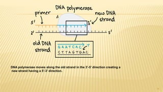 14
DNA polymerase moves along the old strand in the 3’-5’ direction creating a
new strand having a 5’-3’ direction.
 