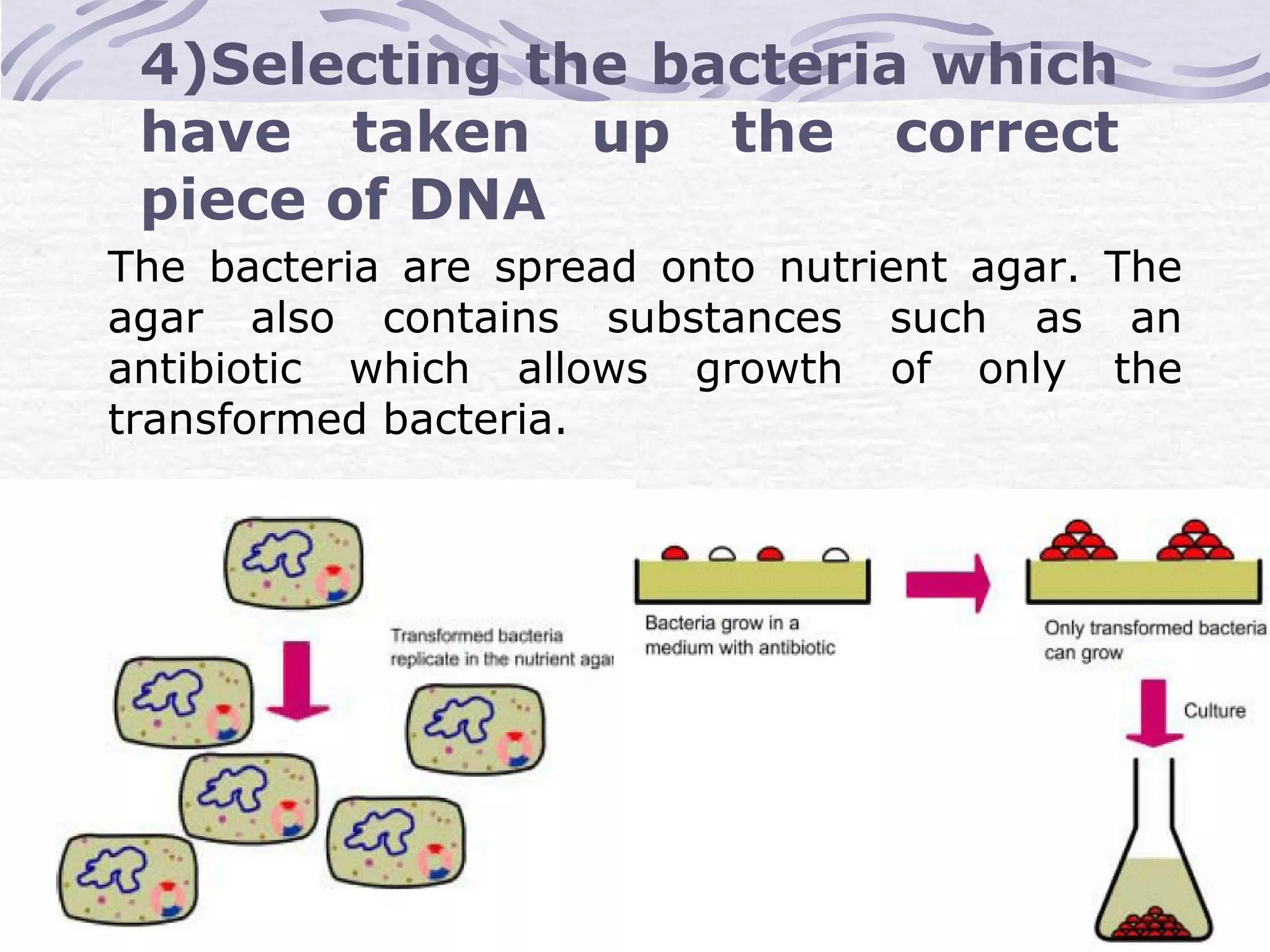 4)Selecting the bacteria which
have taken up the correct
piece of DNA
The bacteria are spread onto nutrient agar. The
agar also contains substances such as an
antibiotic which allows growth of only the
transformed bacteria.
 