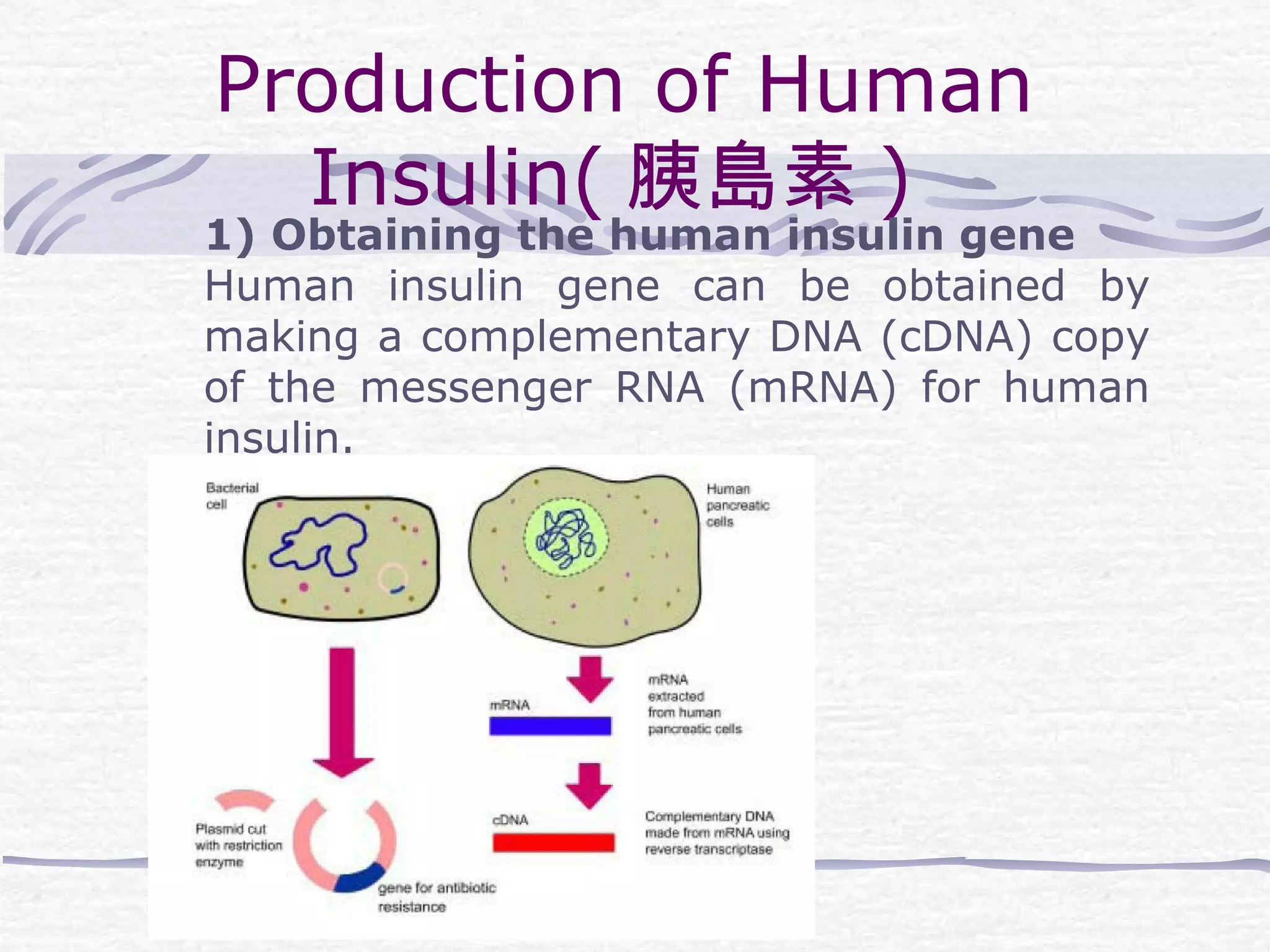 Production of Human
Insulin( 胰島素 )
1) Obtaining the human insulin gene
Human insulin gene can be obtained by
making a complementary DNA (cDNA) copy
of the messenger RNA (mRNA) for human
insulin.
 