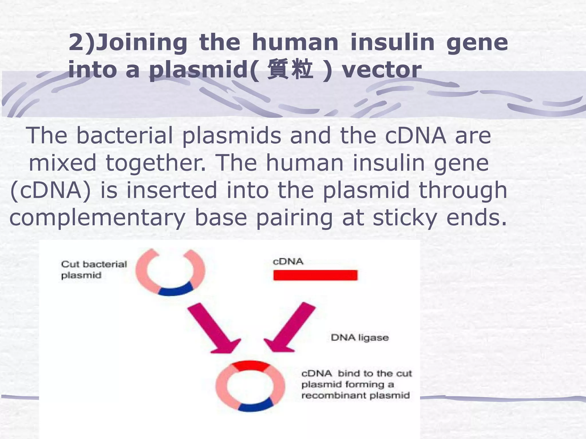 2)Joining the human insulin gene
into a plasmid( 質粒 ) vector
The bacterial plasmids and the cDNA are
mixed together. The human insulin gene
(cDNA) is inserted into the plasmid through
complementary base pairing at sticky ends.
 