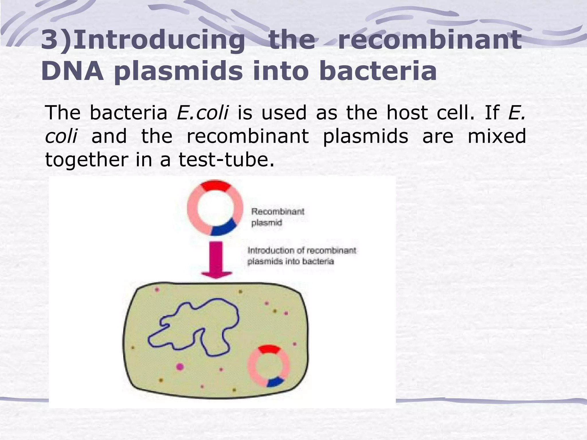 3)Introducing the recombinant
DNA plasmids into bacteria
The bacteria E.coli is used as the host cell. If E.
coli and the recombinant plasmids are mixed
together in a test-tube.
 