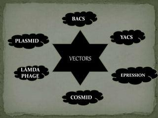 BACS
VECTORS
COSMID
PLASMID
EPRESSION
YACS
LAMDA
PHAGE
 