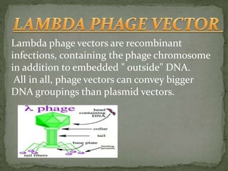 Lambda phage vectors are recombinant
infections, containing the phage chromosome
in addition to embedded " outside" DNA.
All in all, phage vectors can convey bigger
DNA groupings than plasmid vectors.
 