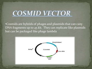 •Cosmids are hybrids of phages and plasmids that can cany
DNA fragments up to 45 kb. They can replicate like plasmids
but can be packaged like phage lambda
 
