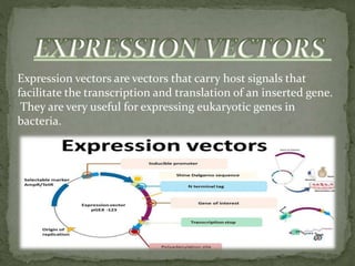 Expression vectors are vectors that carry host signals that
facilitate the transcription and translation of an inserted gene.
They are very useful for expressing eukaryotic genes in
bacteria.
 